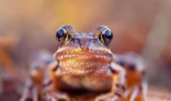 detailopname portret van een rana arvalis foto