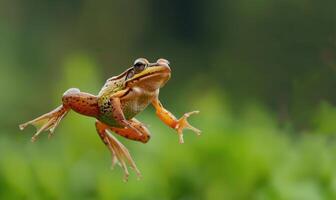 detailopname van rana arvalis in mid-jump foto