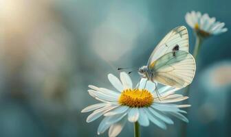 vlinder temidden van wilde bloemen, detailopname visie, selectief focus, voorjaar natuur foto