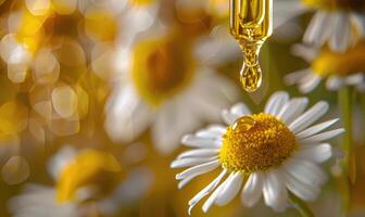 kamille essentieel olie druppels Aan kamille bloemen, natuur schoonheid achtergrond foto