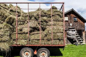 droog hooi wordt in een transportwagen gestapeld foto