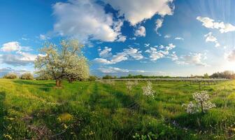 blauw luchten over- een bloeiend boomgaard foto