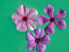 roze bloemen bloeien in de voorjaar foto