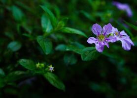 Purper bloemen bloeiend in voorjaar mooi Purper bloemen foto