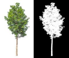 bomen dat zijn geïsoleerd Aan wit achtergrond zijn geschikt voor beide het drukken en web Pagina's foto