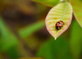 lieveheersbeestje zittend Aan een groen blad. foto