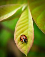 lieveheersbeestje zittend Aan een groen blad. foto