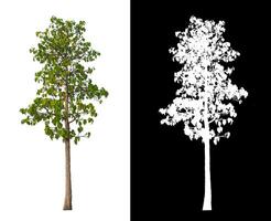 bomen dat zijn geïsoleerd Aan wit achtergrond zijn geschikt voor beide het drukken en web Pagina's foto