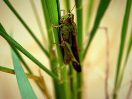 insecten vlieg, licht groen gras met zonlicht foto