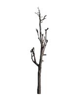 dode boom geïsoleerd op witte achtergrond foto