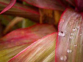 blad met water druppels dichtbij omhoog foto