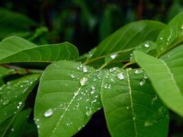 groen blad met water druppels dichtbij omhoog foto