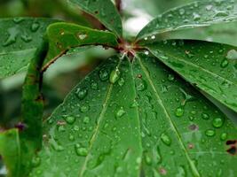 groen blad met water druppels dichtbij omhoog foto