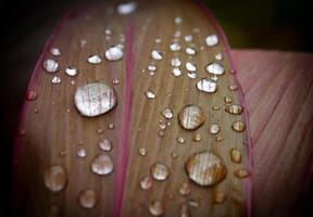 blad met water druppels dichtbij omhoog foto