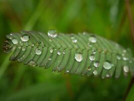 groen blad met water druppels dichtbij omhoog foto