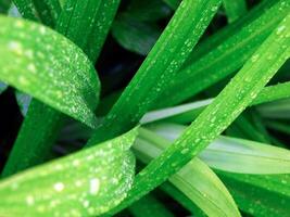 groen blad met water druppels dichtbij omhoog, detailopname van regendruppels Aan bladeren. foto