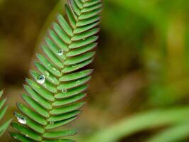 groen blad met water druppels dichtbij omhoog foto