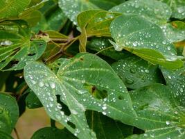 groen blad met water druppels dichtbij omhoog foto