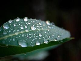 groen blad met water druppels dichtbij omhoog foto