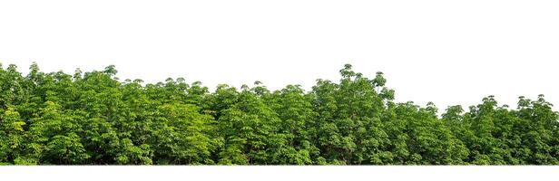 een groep van rijk groen bomen hoog resolutie Aan wit achtergrond. foto