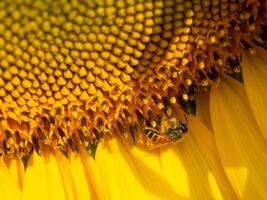 bij verzamelt nectar van een zonnebloem foto