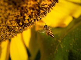 bij verzamelt nectar van een zonnebloem foto