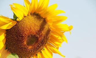 bij verzamelt nectar van een zonnebloem foto
