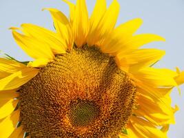 bij verzamelt nectar van een zonnebloem foto