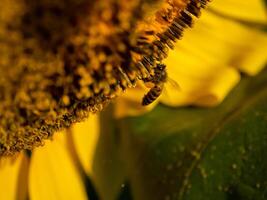 bij verzamelt nectar van een zonnebloem foto