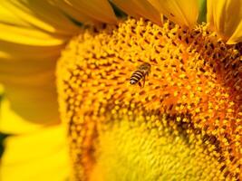 bij verzamelt nectar van een zonnebloem foto