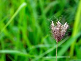 ochtend- gras bloemen zonneschijn foto