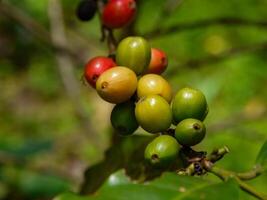 koffie bonen, vers koffie bonen, bladeren. foto