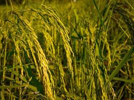 rijstveld bij zonsondergang. foto