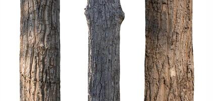 geïsoleerd boom romp verzameling Aan wit backdrop foto