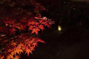 een verlichte rood bladeren Bij de traditioneel tuin Bij nacht in herfst dichtbij omhoog foto