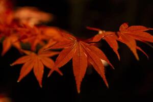 een verlichte rood bladeren Bij de traditioneel tuin Bij nacht in herfst dichtbij omhoog foto