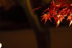 een verlichte rood bladeren Bij de traditioneel tuin Bij nacht in herfst dichtbij omhoog foto