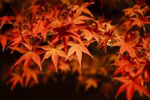 een verlichte rood bladeren Bij de traditioneel tuin Bij nacht in herfst dichtbij omhoog foto