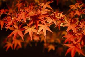 een verlichte rood bladeren Bij de traditioneel tuin Bij nacht in herfst dichtbij omhoog foto