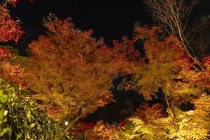 een verlichte rood bladeren Bij de traditioneel tuin Bij nacht in herfst foto