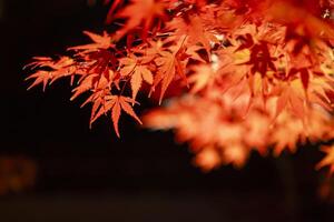 een verlichte rood bladeren Bij de traditioneel tuin Bij nacht in herfst dichtbij omhoog foto