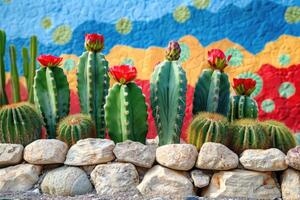 ai gegenereerd Mexicaans cactus buitenshuis. ai gegenereerd foto