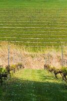 wijnmakerij veld in de lente