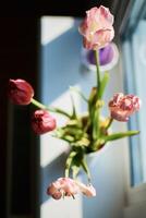 verwelkt tulpen Aan de vensterbank, de schoonheid van verwelken, de metafoor van veroudering, de schoonheid van oud leeftijd foto