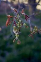 de eerste voorjaar spruiten van een okkernoot boom foto