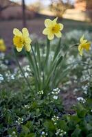 voorjaar bloemen Aan de bloemenbed, narcissen foto