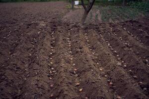 de werkwijze van aanplant aardappelen gebruik makend van ploegen in rijen foto