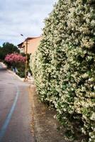 luxueus jasmijn struiken Aan de straten van prins eiland in Istanbul foto