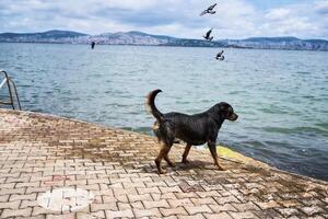 rottweilers Speel Aan de pier Aan prins eiland met uitzicht Istanbul foto