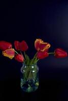 veelkleurig tulpen Aan een zwart achtergrond in een minimalistische stijl foto